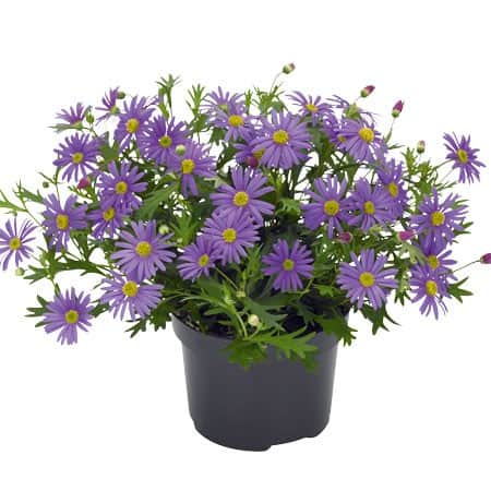 dockkrage-brasco-violet-105cm-kruka-1