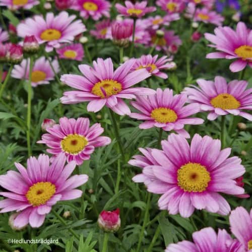 margerit-madeira-pink-halo-12cm-kruka-1