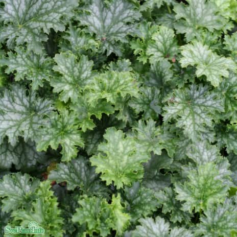 alunrot-apple-crisp-12cm-kruka-1