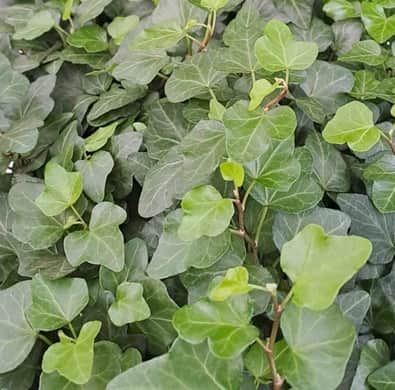 murgrna-wonder-85cm-kruka-1