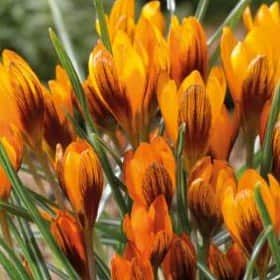 krokus-botanisk-orange-monarch-15st-1