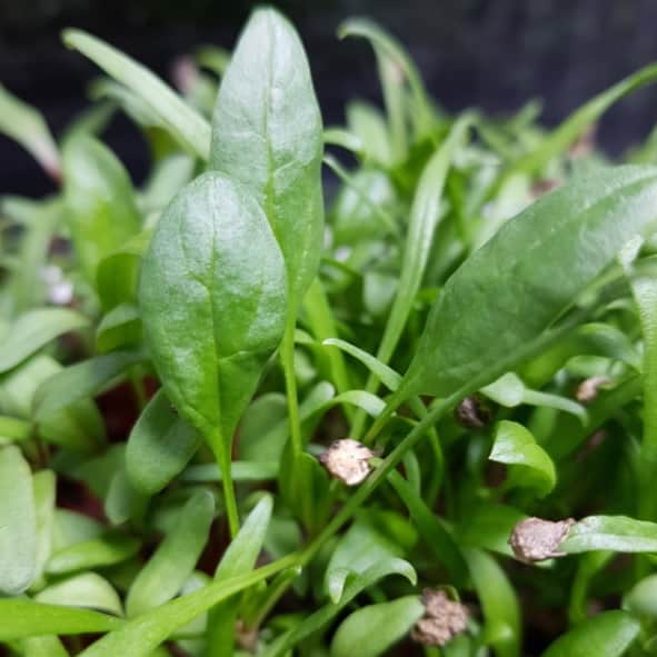 sproutly-eko-spenat-40g-1