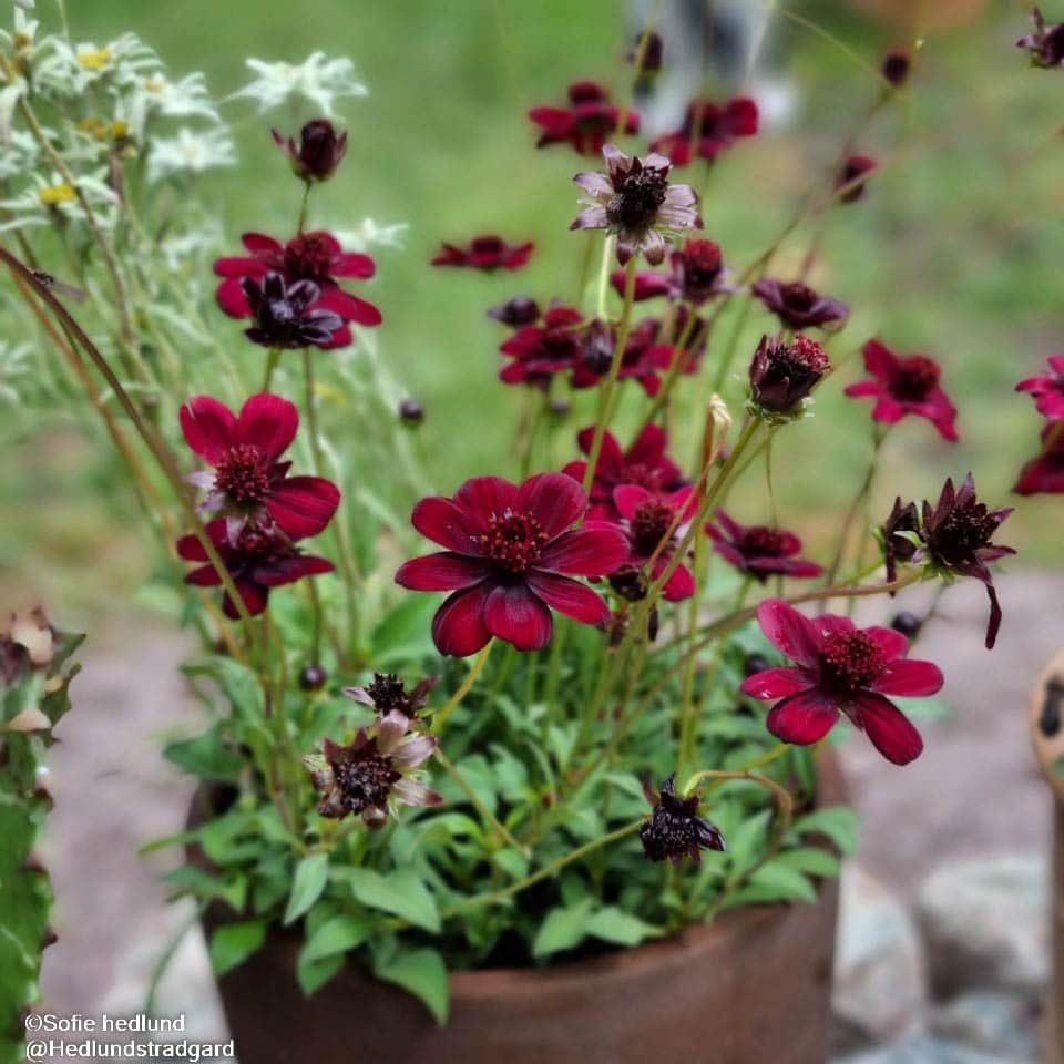 chokladblomma-chocamocha-13cm-kruka-1