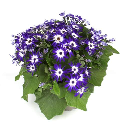 cineraria-pop-blue-white-12cm-kruka-1