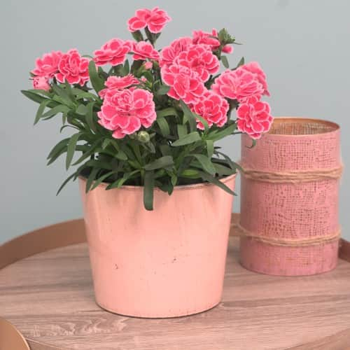 trdgrdsnejlika-antique-pink-105cm-kruka-1