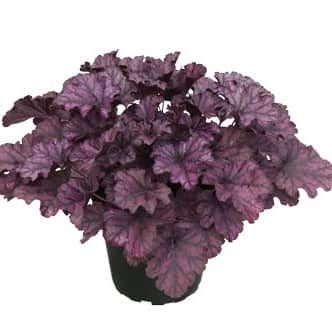 alunrot-frosty-night-12cm-kruka-1