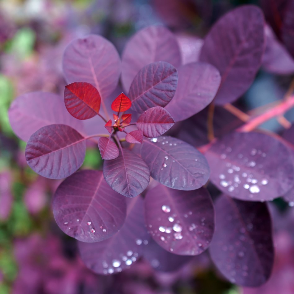 Perukbuske ’Lilla’, rödbladig 5 L