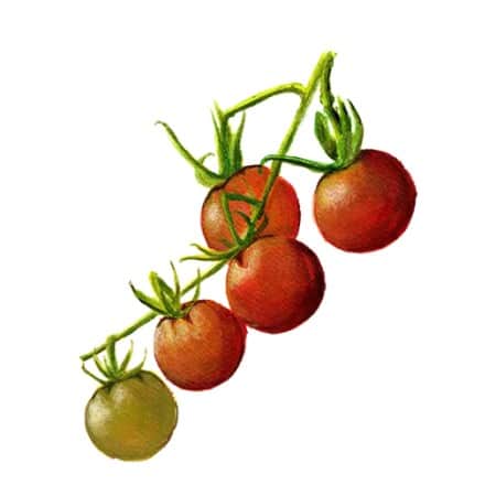 krsbrstomat-koralik-1