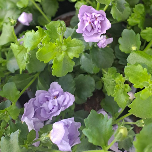 snflinga-double-lavender-12cm-kruka-1