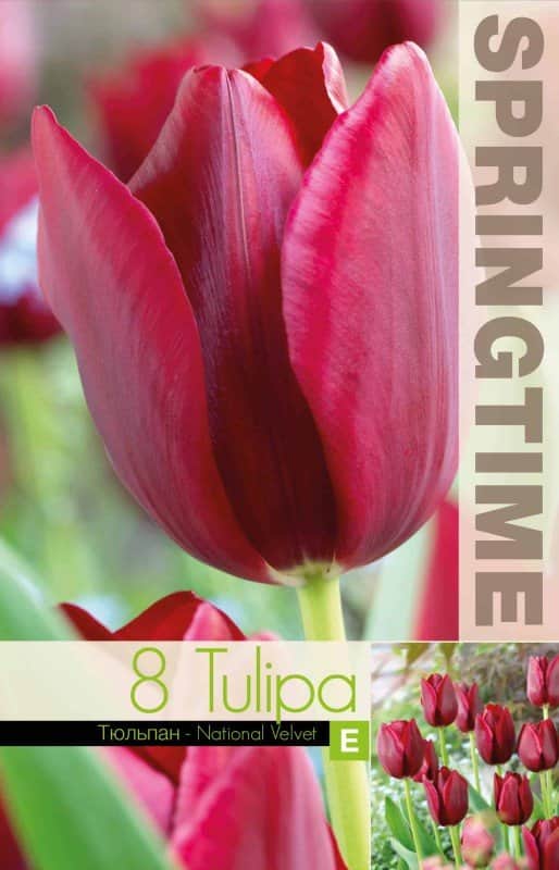 triumphtulpan-national-velvet-8st-2