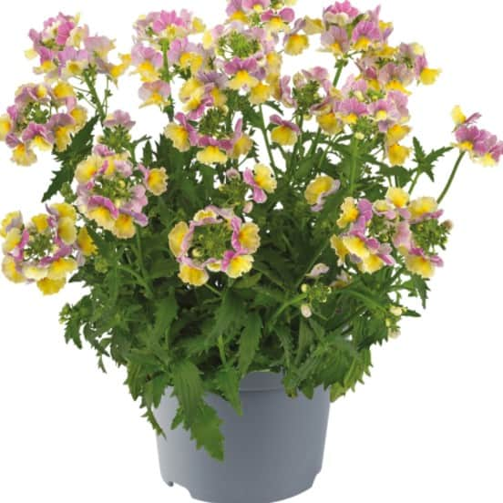 nemesia-sunmesia-banana-swirl-105cm-kruka-2