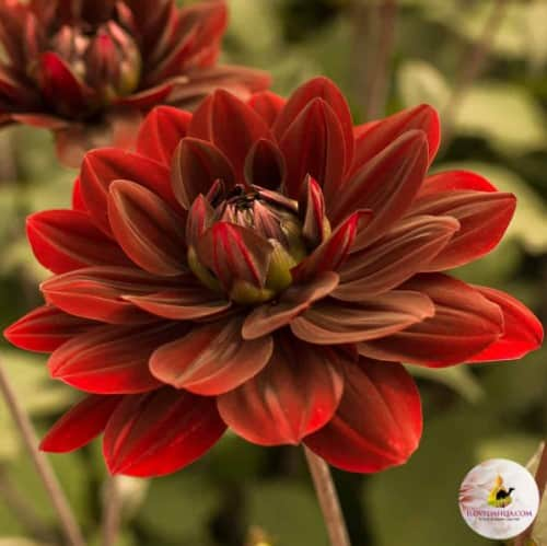 dekorativ-dahlia-after-dusk-1st-1