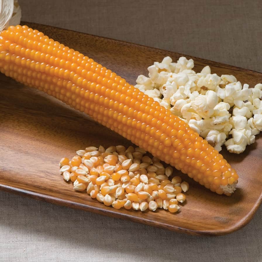 popcornmajs-robust-997-f1-yrkesodlarfr-1