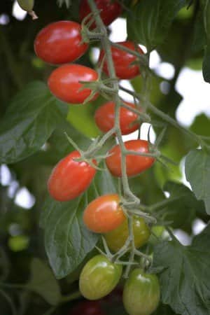 krsbrstomat-krebs-elena-f1-eko-2