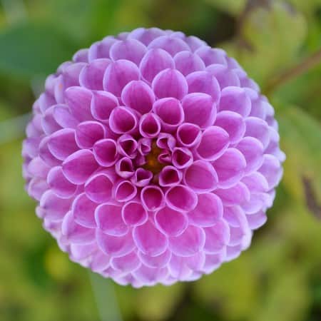 pompon-dahlia-franz-kafka-1st-1