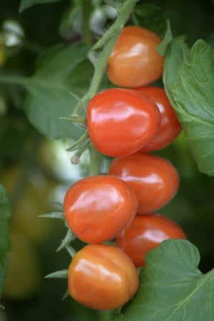 krsbrstomat-krebs-strawberry-fields-f1-eko-2