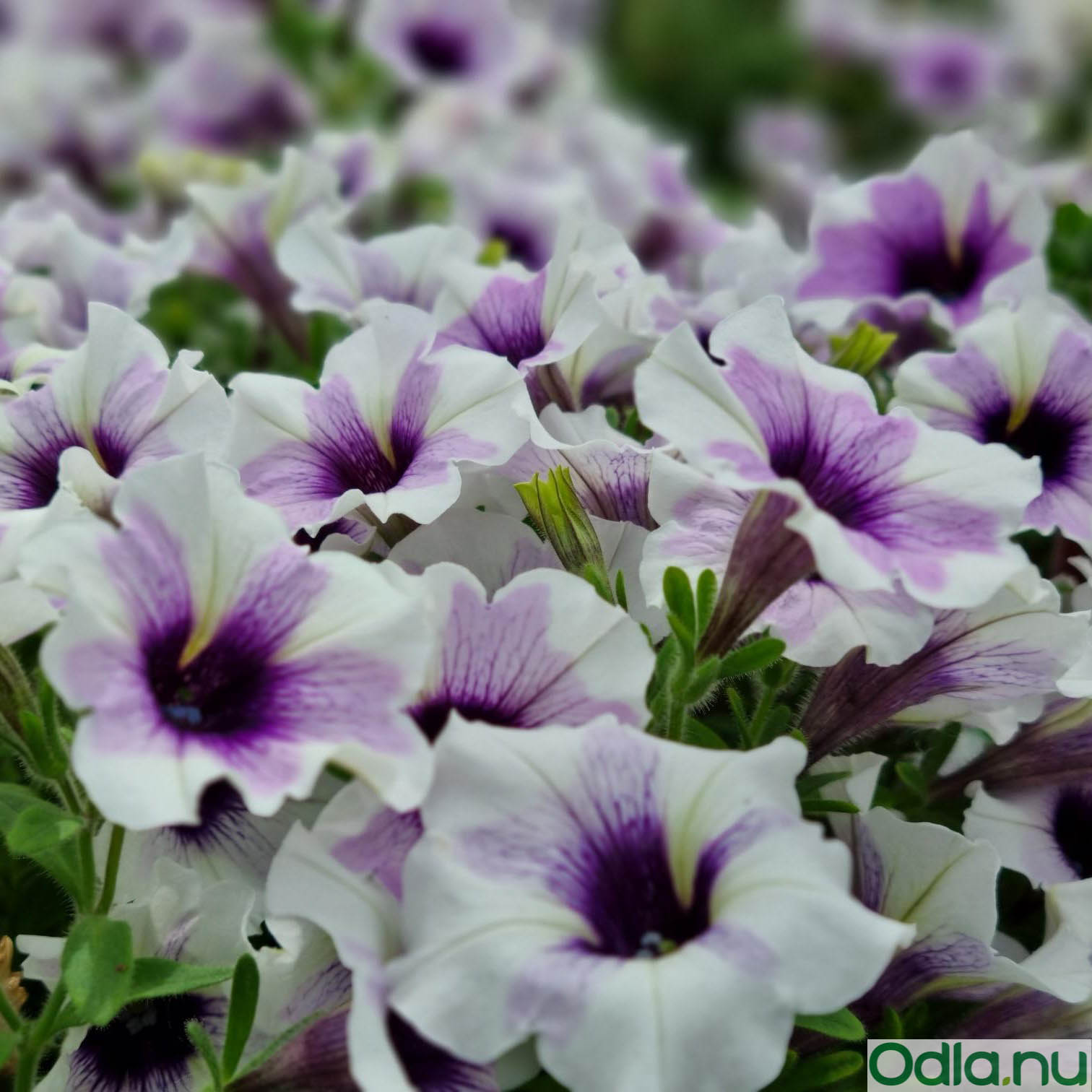 Sweetunia ’Purple Spotlight’ – 3 Plantor