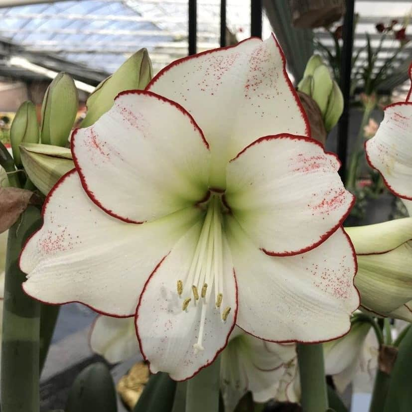 Köp Amaryllis 'Picasso' 1st hos din trädgårdsmästare på nät 