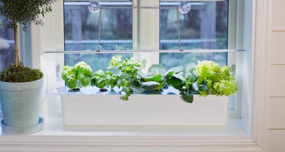 hydroponisk-easy-to-grow-koriander-3