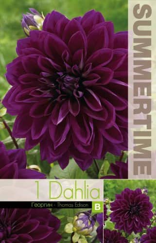 dekorativ-dahlia-thomas-edison-1st-1