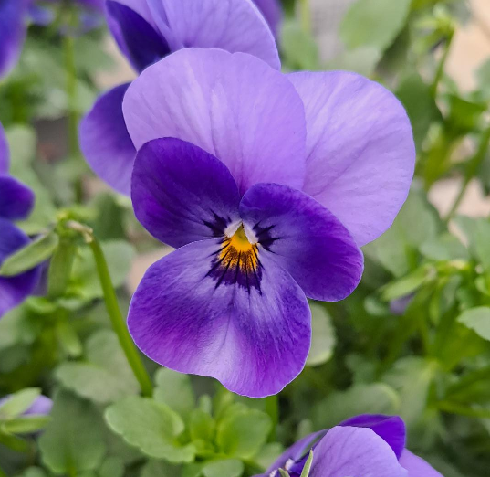 pens-bel-viso-beacon-flash-105cm-kruka-1