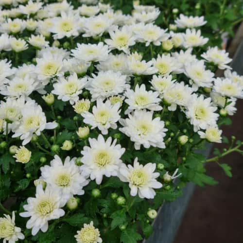 bollkryss-white-12cm-kruka-1