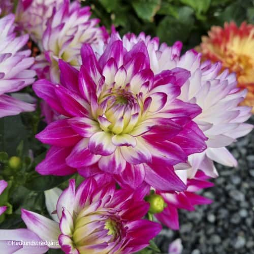 sommardahlia-labella-rose-bicolour-1