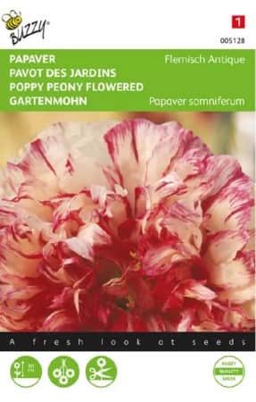 vallmo-flemish-antique-1