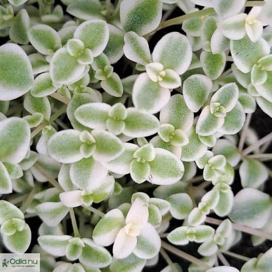 sedum-little-missy-12cm-kruka-1