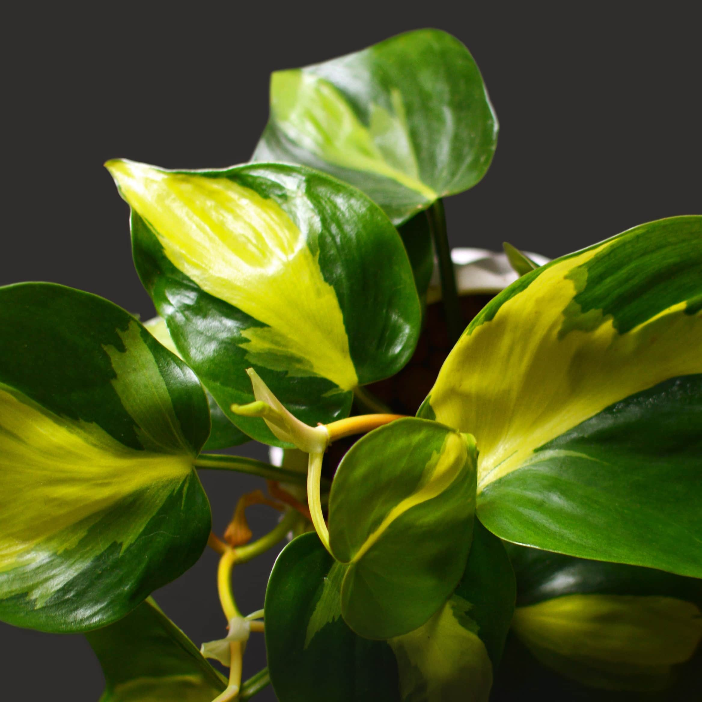 philodendron-brazil-11cm-kruka-1