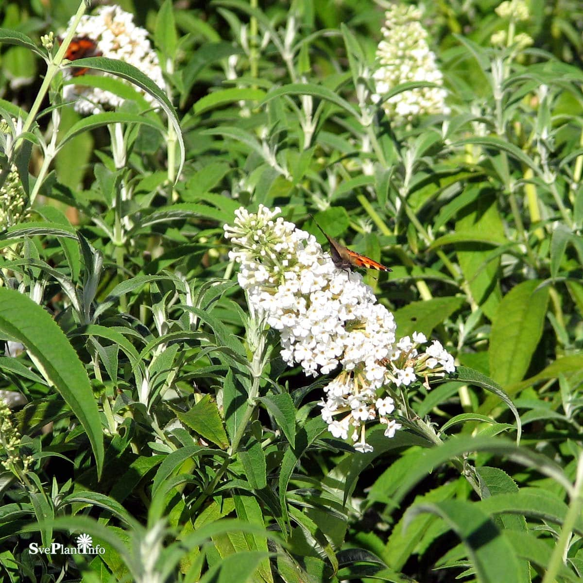 syrenbuddleja-white-profusion-1-pack-i-kruka-2