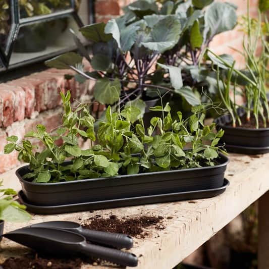 green-basics-odlingsfat-l---living-black-3