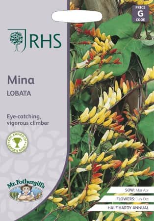 spanska-flaggan-mina-lobata-1