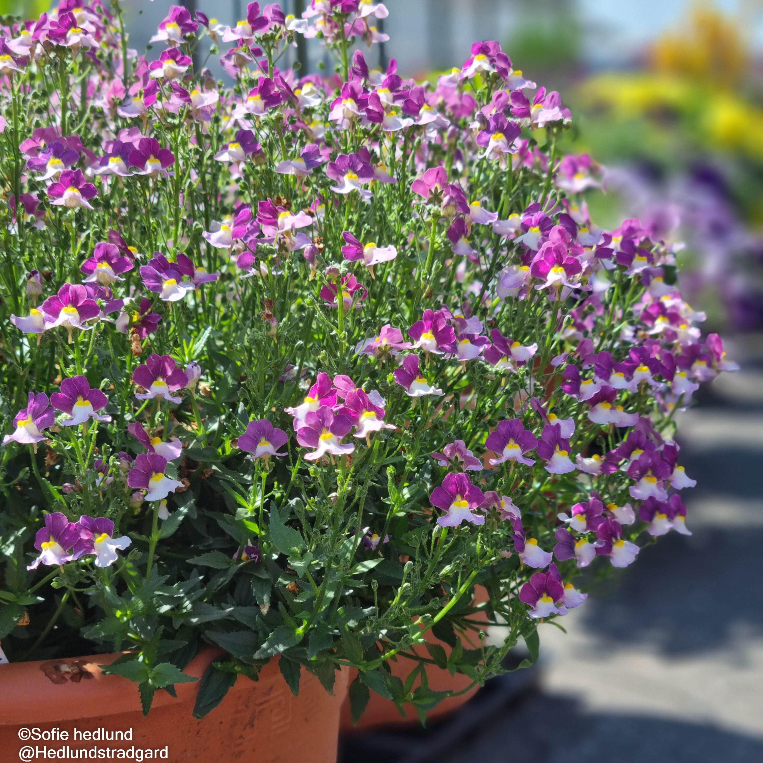 nemesia-fairy-kisses-cassis---3-plantor-2