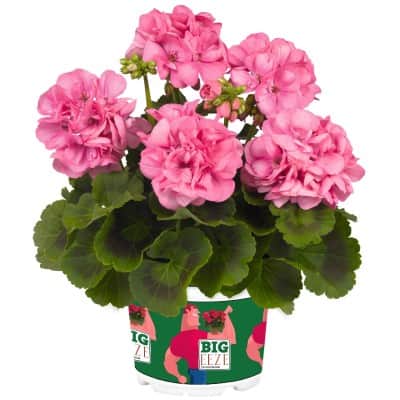 zonalpelargon-big-eeze-pink-panther-3st-stick-1