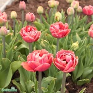 dubbel-sen-tulpan-copper-image-5st-1