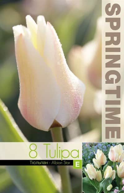 botanisk-tulpan-albion-star-8st-3