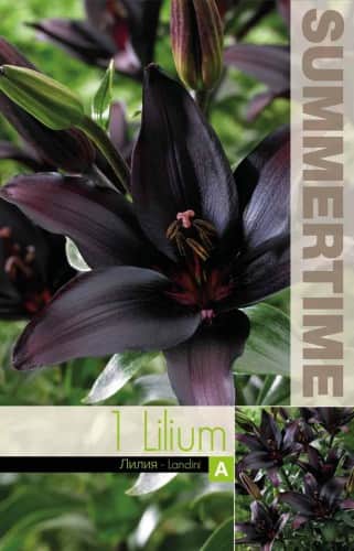 asiatisk-lilja-landini-1st-1