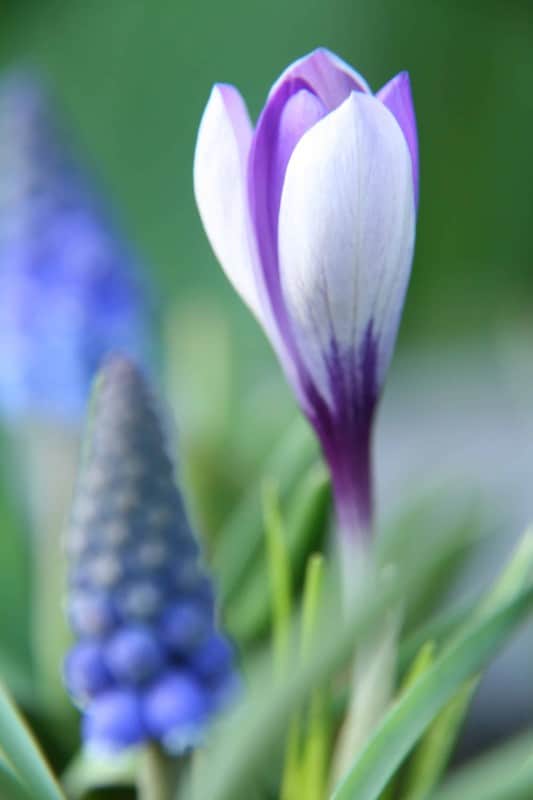 sardinienkrokus-spring-beauty-25st-1