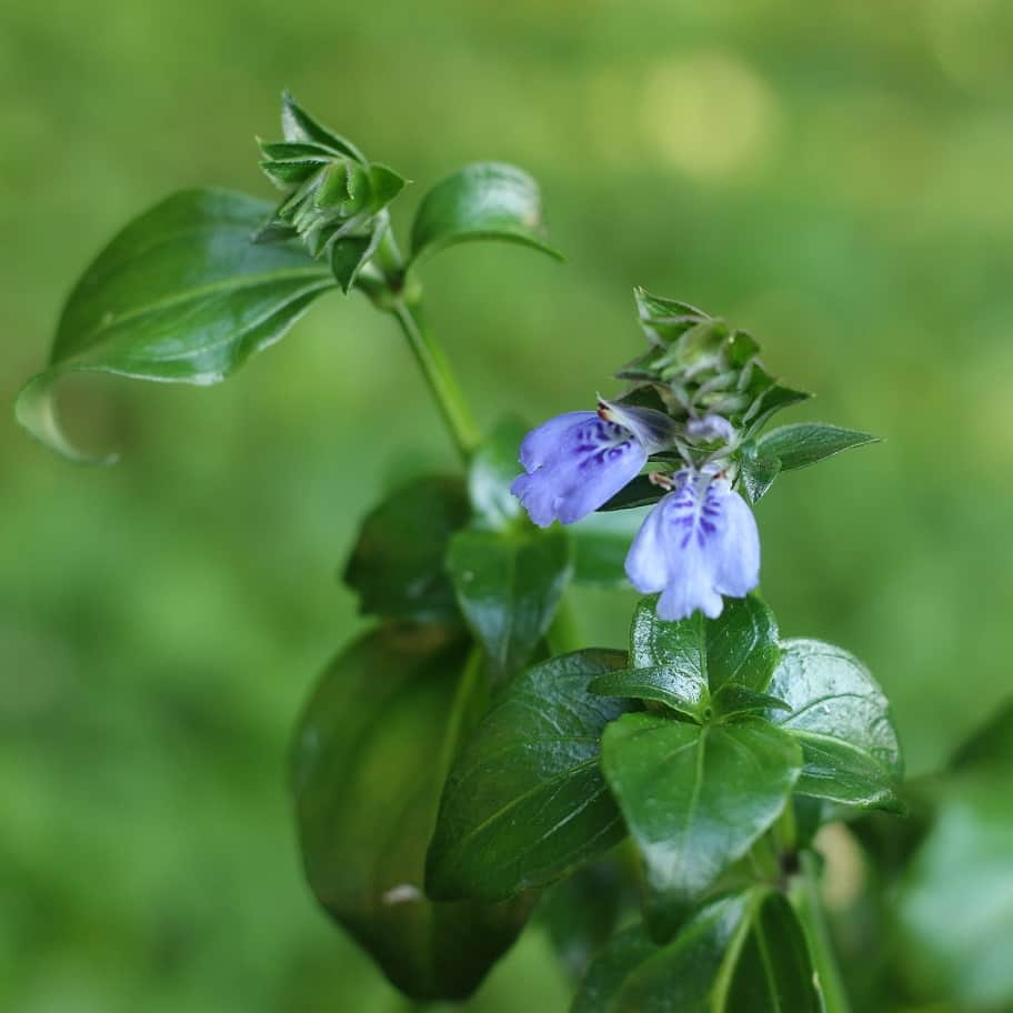 svamprt-champi-105cm-kruka-2