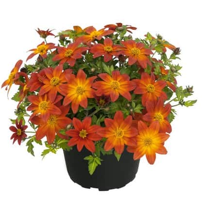 ampelskra-taka-tuka-red-yellow-center-105cm-k-1