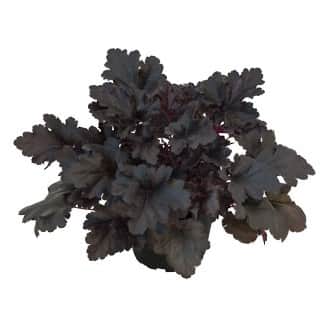 alunrot-black-pearl-12cm-kruka-1