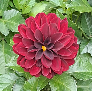 sommardahlia-chocolate-12cm-kruka-1