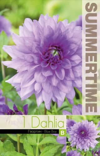 dekorativ-dahlia-blue-boy-1st-1