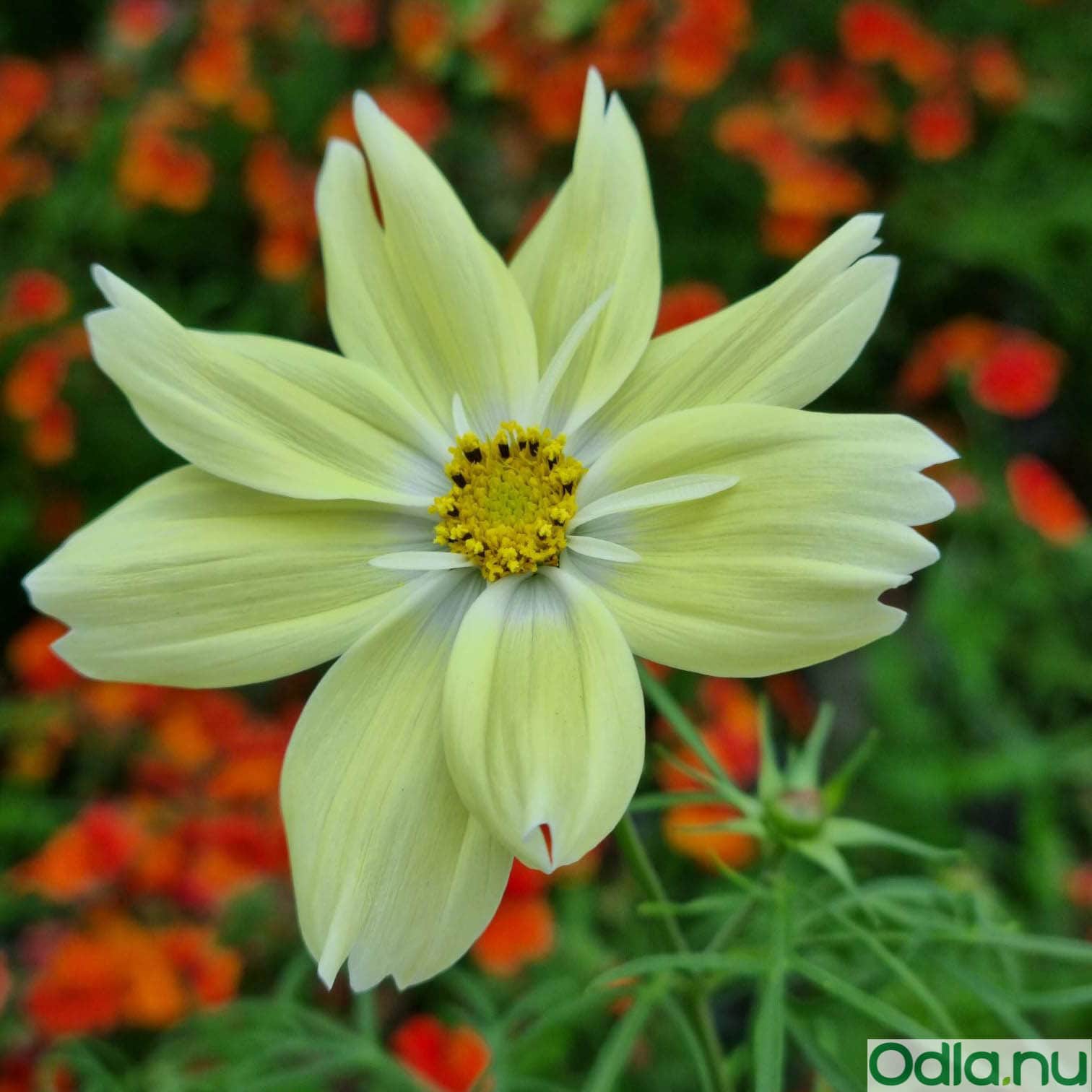 rosenskra-xanthos-105cm-kruka-1