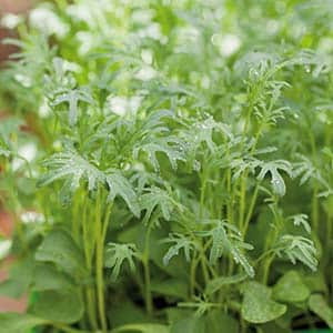 micro-leaf-grnkl-2