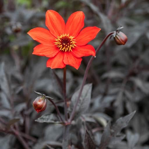 pion-dahlia-bishop-of-llandaff-1st-1