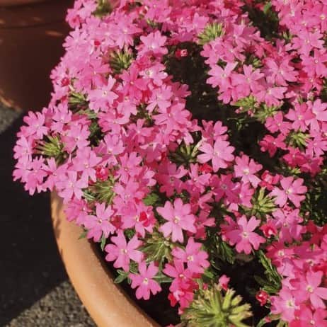 trdgrdsverbena-vera-pink-105cm-kruka-1