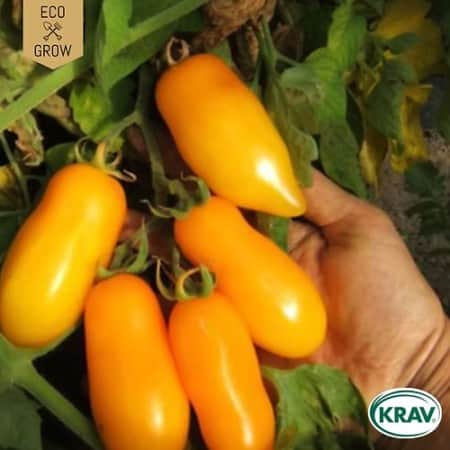 plommontomat-banana-legs-krav-mrkt-1