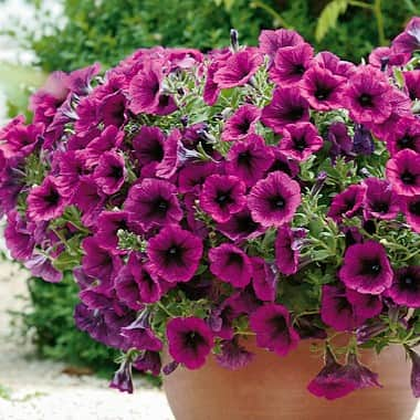 hngpetunia-merlot---3-plantor-1